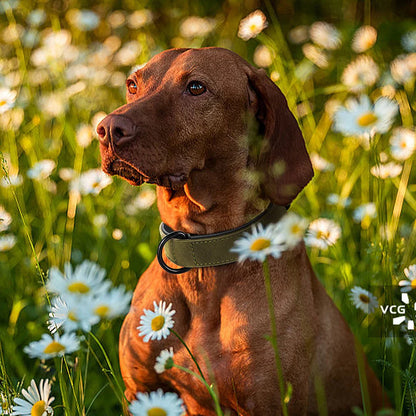 Pet Durable Real Leather Necklace Collar